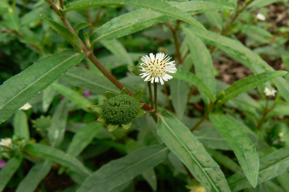 Bhringraj