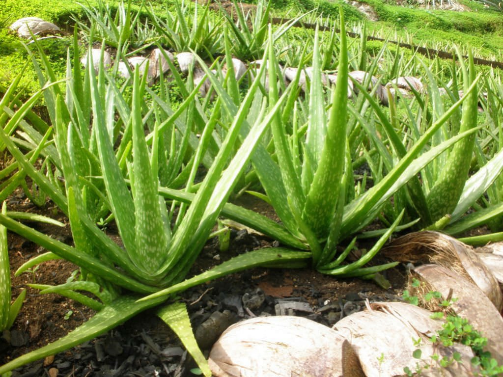 Aloe Vera - The Skin Story
