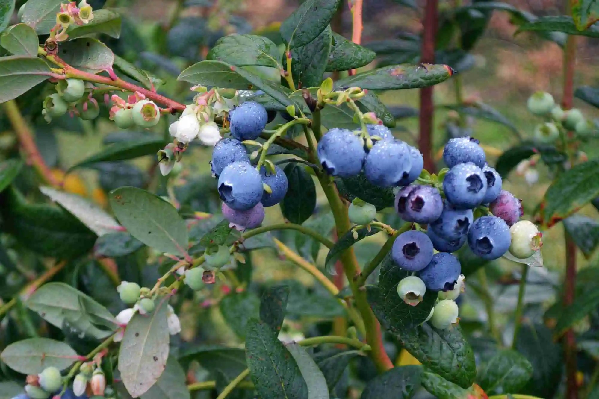 Blueberry - The Skin Story