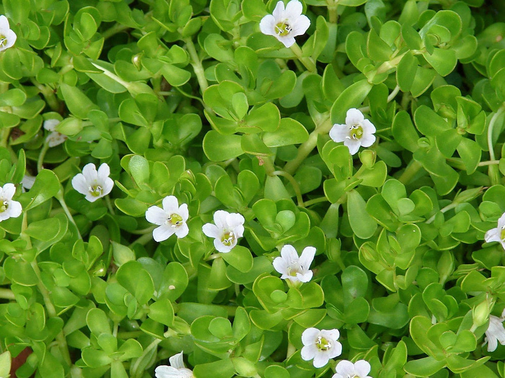 Brahmi - The Skin Story