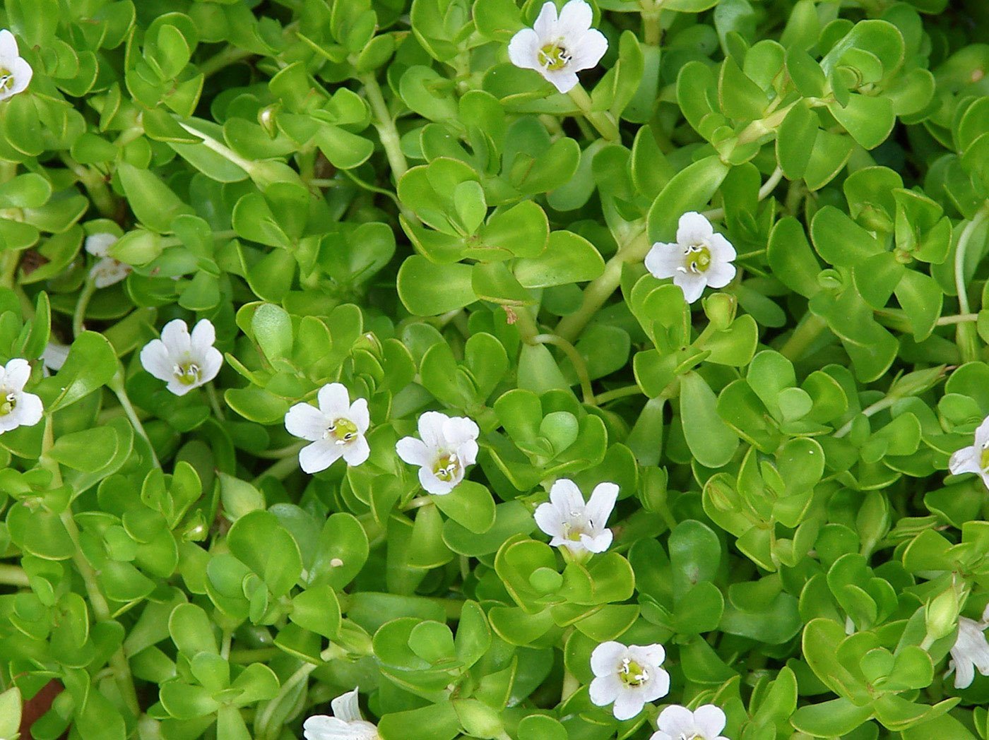 Brahmi - The Skin Story
