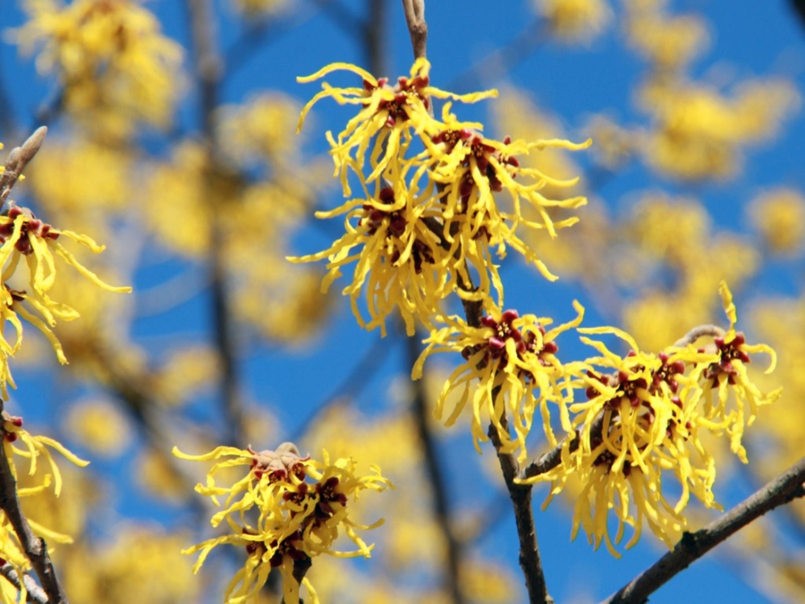 Witch Hazel - The Skin Story