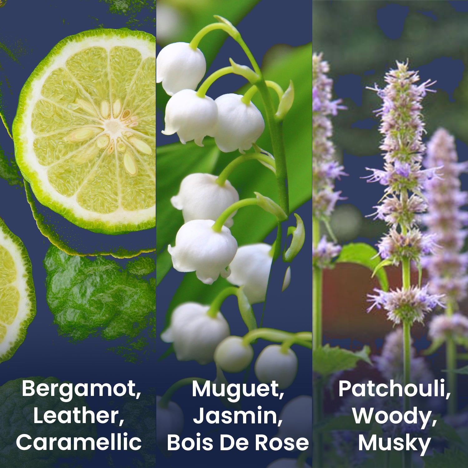 Absolute Oud Luxury Perfume Eau De Perfume 100 ml