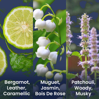 Absolute Oud Luxury Perfume Eau De Perfume 100 ml