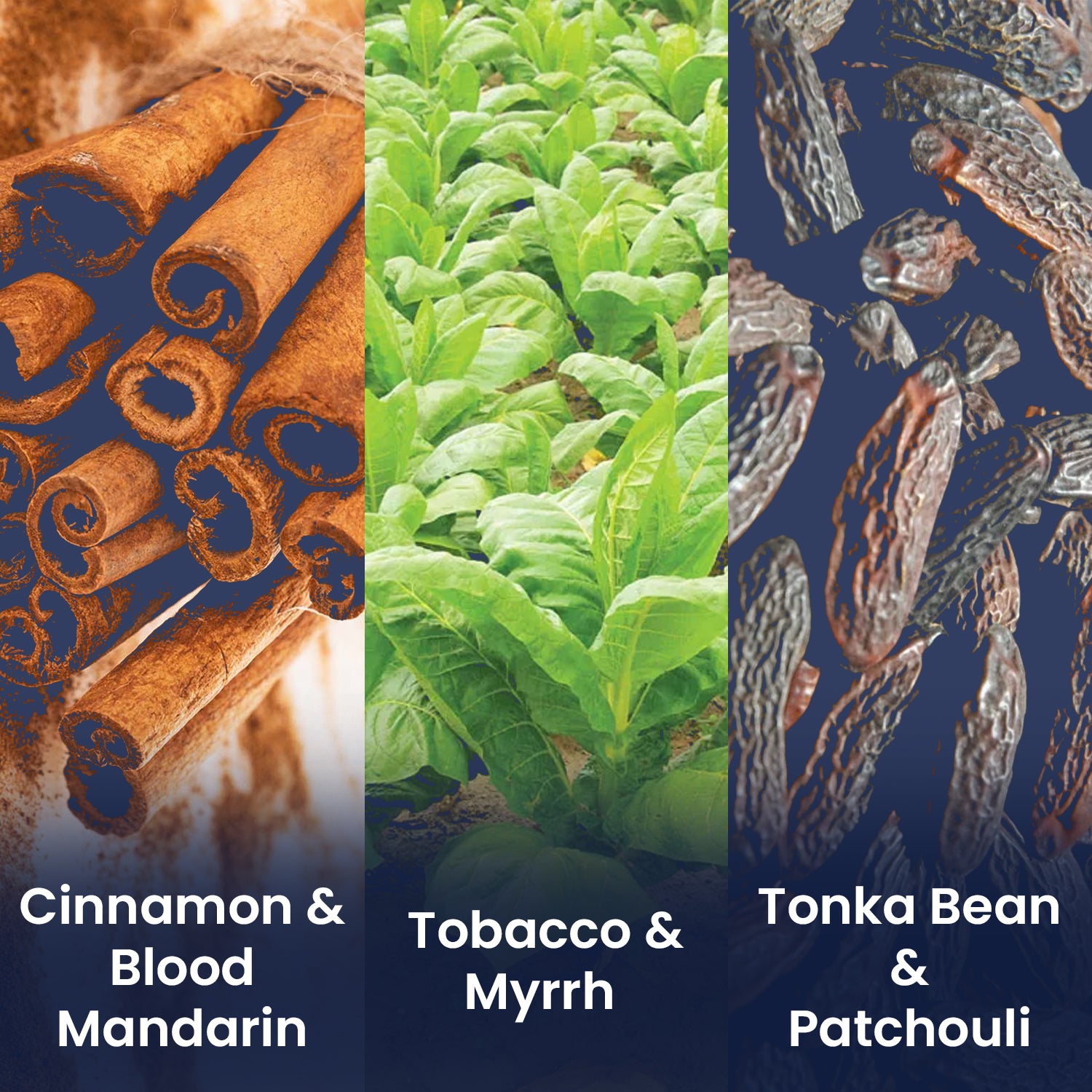 Seductive Elite Perfume Spicy and Smokey Eau De Perfume 100 ml